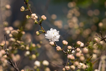 Canvas Print - Among the many buds hanging from the branches of the tree, a flower bloomed.