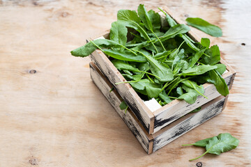 Raw Green Organic Cress in a basket