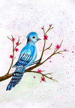 Bird Blue Jay On A Blossoming Branch With Pink Flowers In Spring. Art Illustration Watercolor Painting
