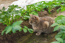A Gray Ginger Cat Sits Among Potato Bushes In A Greenhouse. Animal Portrait. Striped Tabby Female Shorthaired Country Cat Looking For Mice On The Farm. Protection Of Plants From Pests.