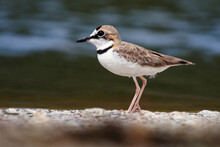 Charadrius Collaris - Collared Plover Small Shorebird In The Plover Family, Charadriidae, Lives Along Coasts And Riverbanks Of The Tropical To Temperate Americas, From Mexico To Chile And Argentina