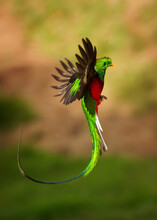 Quetzal - Pharomachrus Mocinno Male - Bird In The Trogon Family, Found From Chiapas, Mexico To Western Panama, Well Known For Its Colorful Plumage, Eating Wild Avocado. Flying Green Nesting Bird