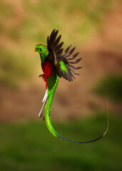 Wall Mural - quetzal - pharomachrus mocinno male - bird in the trogon family, found from chiapas, mexico to weste