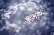 Wiosenne, białe kwiaty na drzewach, efekt bokeh
