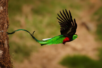 Wall Mural - quetzal - pharomachrus mocinno male - bird in the trogon family, found from chiapas, mexico to weste