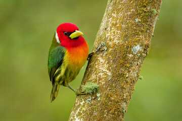 Wall Mural - Red-headed Barbet - Eubucco bourcierii colorful bird in the family Capitonidae, found in humid highland forest in Costa Rica and Panama, Andes in western Venezuela, Colombia, Ecuador and Peru