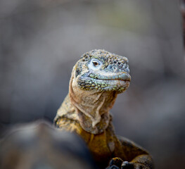 Naklejka na meble iguana over a rock in Galapagos