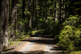 Fototapeta  - road in forest