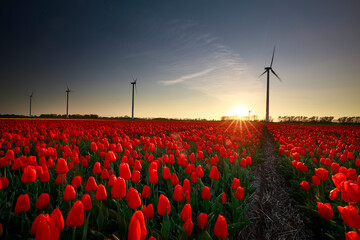 Wall Mural - sunset over red tulip field with wind turbines