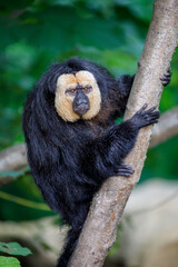 White faced saki sitting on the tree