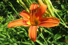 Beautiful Orange Lily In The Garden, Closeup