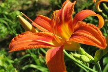 Beautiful Orange Lily Flower In The Garden, Closeup