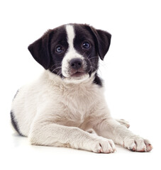 Canvas Print - White puppy with black spots.