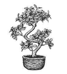 bonsai tree in a flowerpot isolated on background. houseplant sketch vector illustration