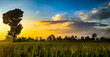 © Neographic - sunset over the field