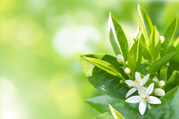 Wall Mural - Citrus white flowers spring sunny background