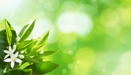 Wall Mural - Orange white flowers and buds in the corner of the sunny background