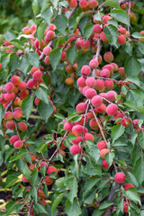 Wall Mural - Green branches of apricot tree with ripe red fruits in the garden