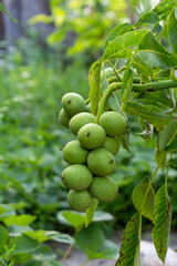 Wall Mural - Walnuts ripen on a branch in the garden