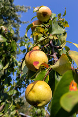 Wall Mural - Apple fruits hanging in the branches