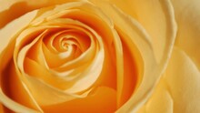 Yellow Rosebud, Rose Bud, In Sunbeams In Close-up Mode. Macro Shot.