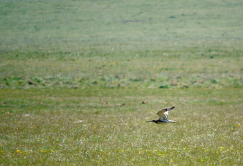 a spring curlew in low level flight over meadow on Salisbury Plain military exercise grounds Wiltshire 