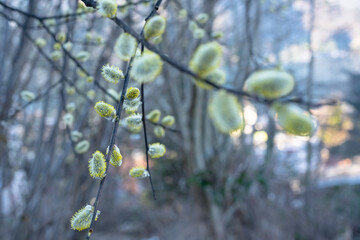 Goat willow, pussy willow, great sallow (Salix caprea) close up of flowering yellow male catkins in spring