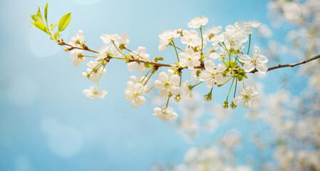 Wall Mural - Beautiful white cherry blossoms on blue sky Background