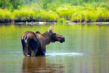 Moose Takes A Refreshing Dip On A Hot Summer Day