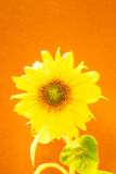 Fototapeta  - Sunflower