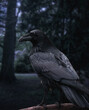 Black raven sitting on a branch in a dark forest