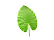 Alocasia leaf isolated on white background