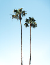Vertical Shot Of Palm Trees Under A Clear Blue Sky On A Sunny Day
