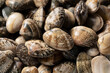 A close-up of asari clams