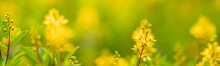 Closeup Of Mini Yellow Flower Under Sunlight With Copy Space Using As Background Natural Plants Landscape, Ecology Cover Page Concept.
