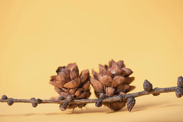 Two fir forest cones on a branch with buds on a yellow-orange background with an empty space under the text for the design of the postcard. Picture of brown cones close up with copy space.