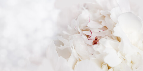 Beautiful floral nature background from white pink peonies. Tender flower petals close up. Natural flowery backdrop.