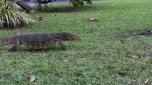 The Water Monitor Or Bengal Monitor Walking Slow Motion On Grass At Park Public And Living In Areas Close To Water Asia Bangkok Thailand