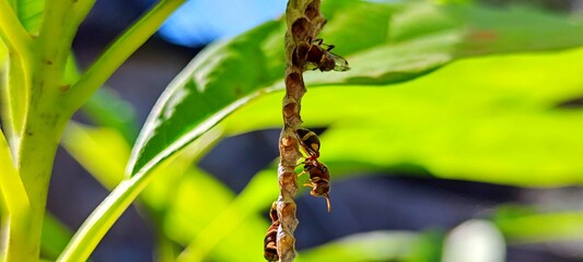 Insects in the order Hymenoptera, the same genus as wasps. but smaller In many families, there are many types.