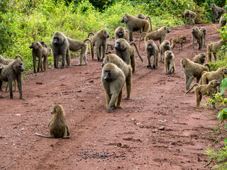 lake manyara, tanzania, africa - march 2, 2020: baboons along side of road