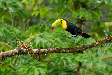 Wall Mural - Keel-billed Toucan - Ramphastos sulfuratus, large colorful toucan from Costa Rica forest with very colored beak.