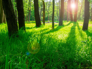 Poster - Sunny forest meadow.