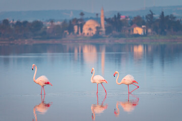 Wall Mural - Pink Flamingo in Cyprus, Larnaca Salt Lake