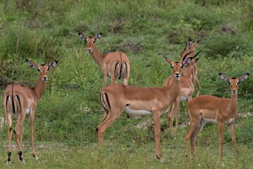 Wall Mural - Impala (Aepyceros melampus). Nyerere National Park. Tanzania. Africa.