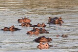 Fototapeta Sawanna - Hippopotamus (Hippopotamus amphibius). Nyerere National Park. Rufiji River. Tanzania. Africa.