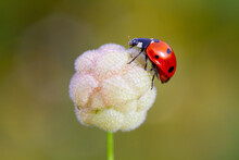 Spring Messenger, Ladybug On Flowering Branch