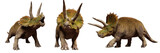 Fototapeta  - Triceratops horridus, set of dinosaurs isolated on white background