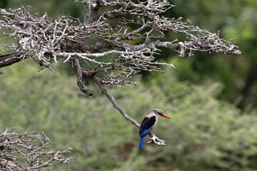 Wall Mural - Malachite Kingfisher (Corythornis cristatus). Nyerere National Park. Tanzania. Africa.