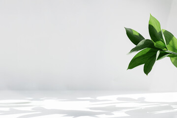 Wall Mural - creative layout of colorful riskus leaves on a white background in the rays of the sun, with shadows