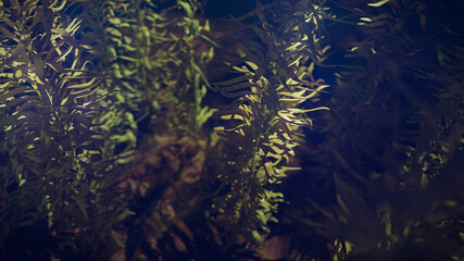 kelp forest, giant brown algae seaweed